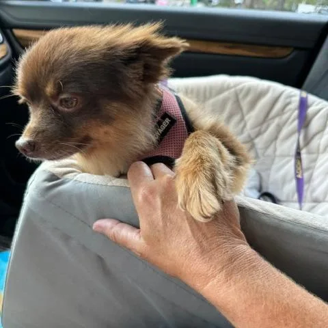 Brownie thumbnail 2
