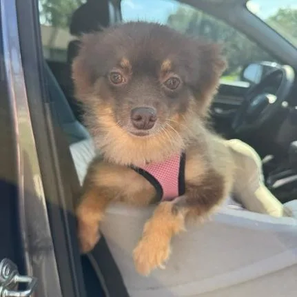 Brownie thumbnail 3