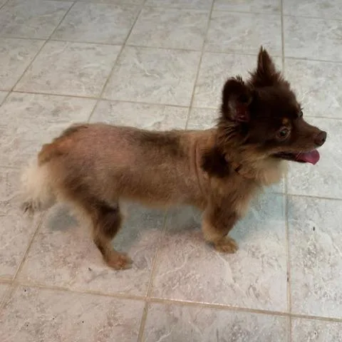 Brownie thumbnail 4