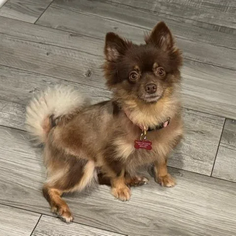 Brownie thumbnail 5