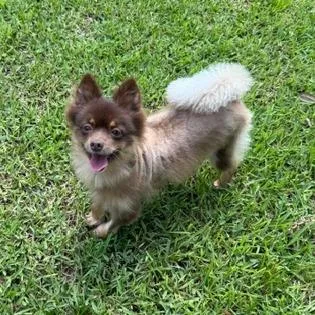Brownie thumbnail 6