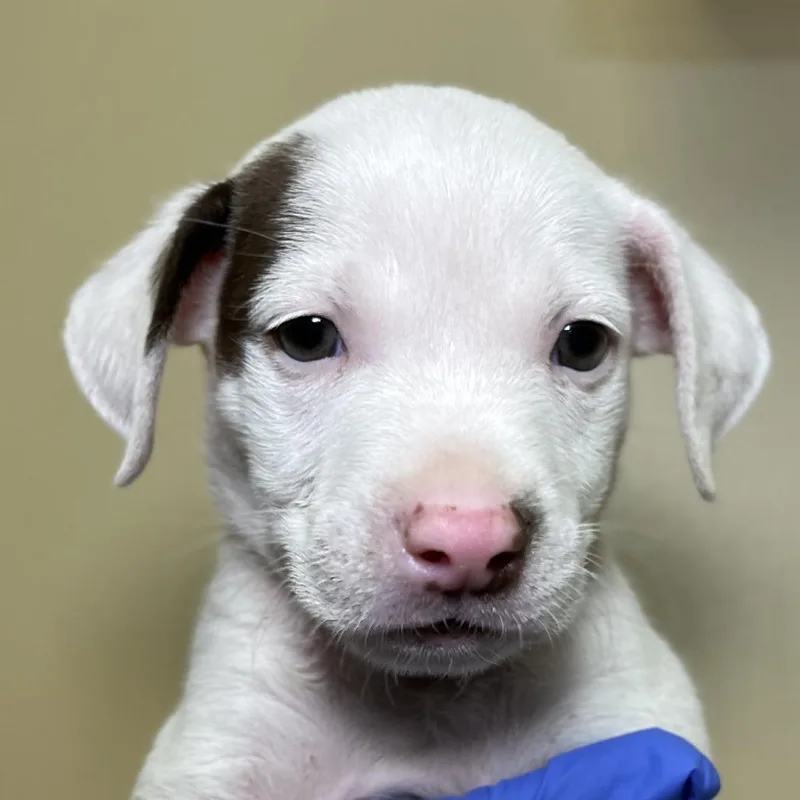 A baby small-sized male White / Cream Mixed Breed dog named Yuji for adoption in Palm Springs, CA