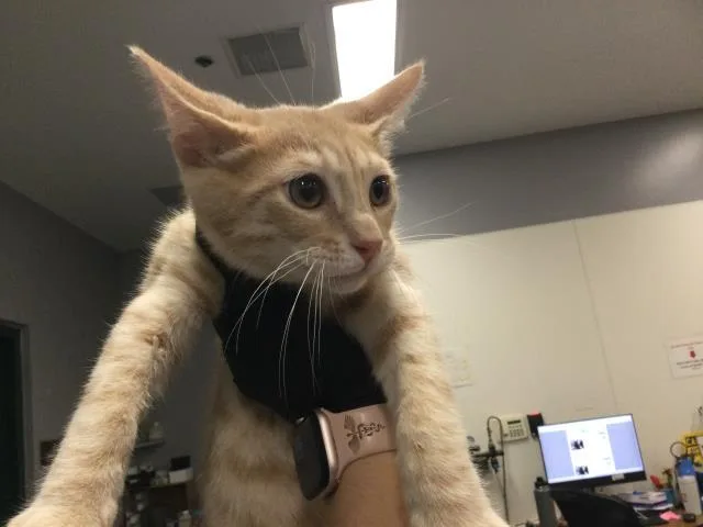 A baby small-sized male Domestic Short Hair cat named A for adoption in Thousand Palms, CA