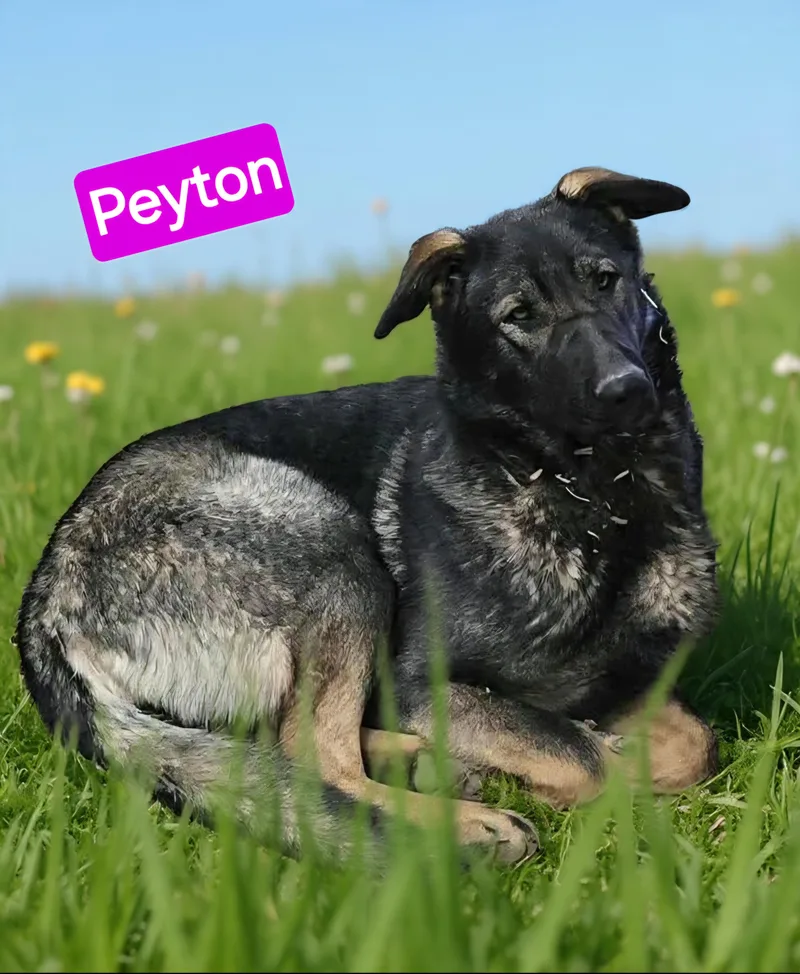 Peyton thumbnail 3
