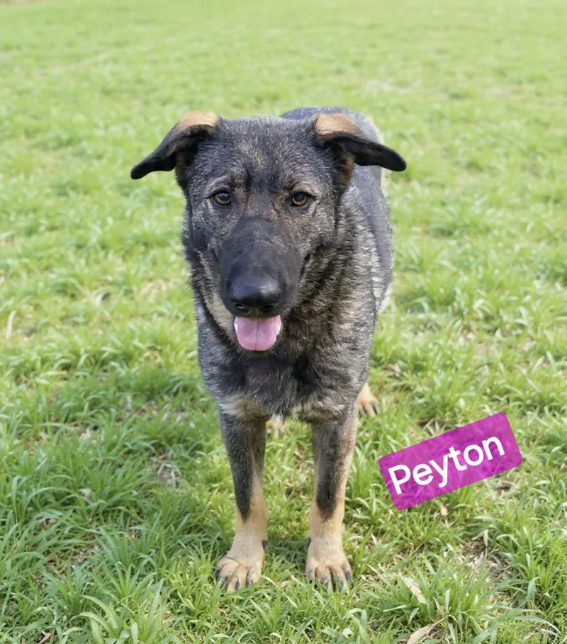 Peyton thumbnail 4