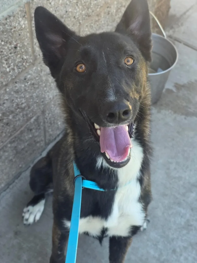An adult medium-sized female Dutch Shepherd dog named Xena for adoption in Manteca, CA