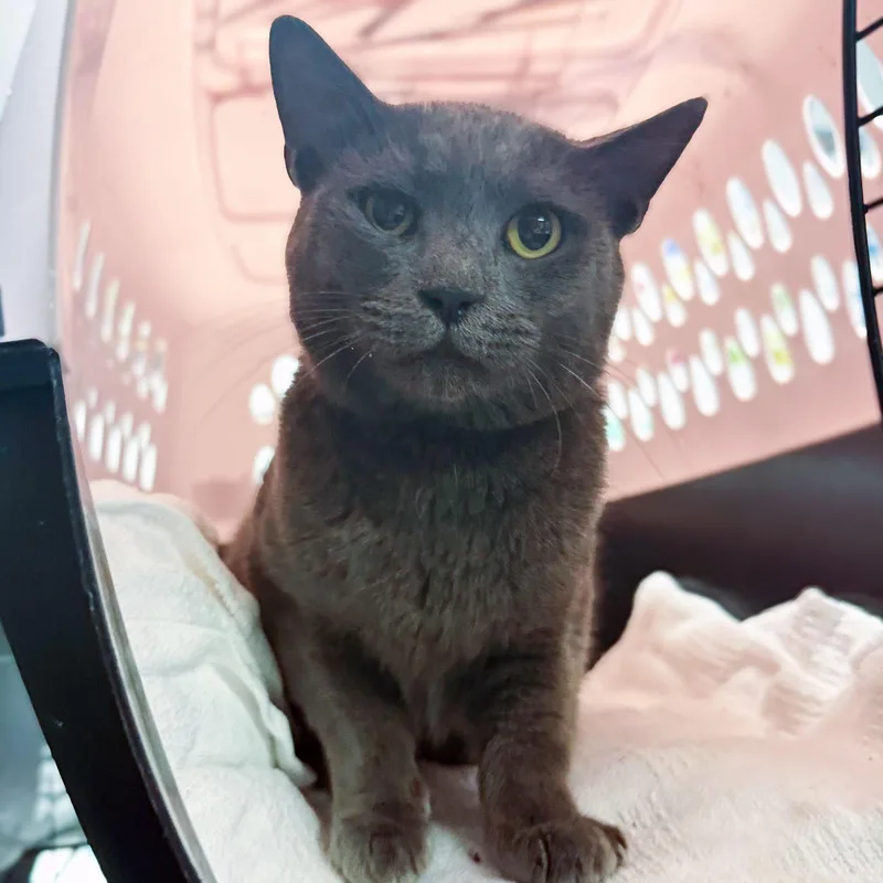 An adult medium-sized male Domestic Short Hair cat named ChonkECheese for adoption in Columbia, SC