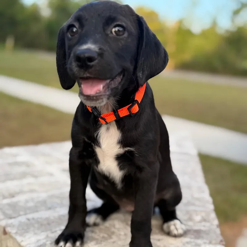 A baby small-sized female Yellow / Tan / Blond / Fawn Spaniel dog named Riesling for adoption in Baton Rouge, LA
