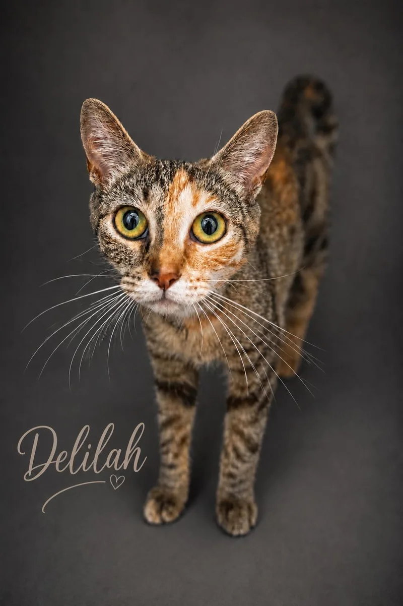 A young medium-sized female Calico cat named Delilah for adoption in Greenville, DE