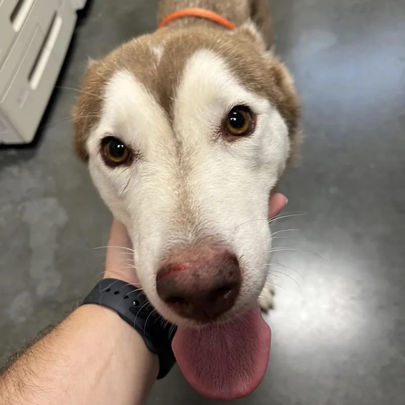 An adult medium-sized female Yellow / Tan / Blond / Fawn Mixed Breed dog named Skye for adoption in Dickinson, TX