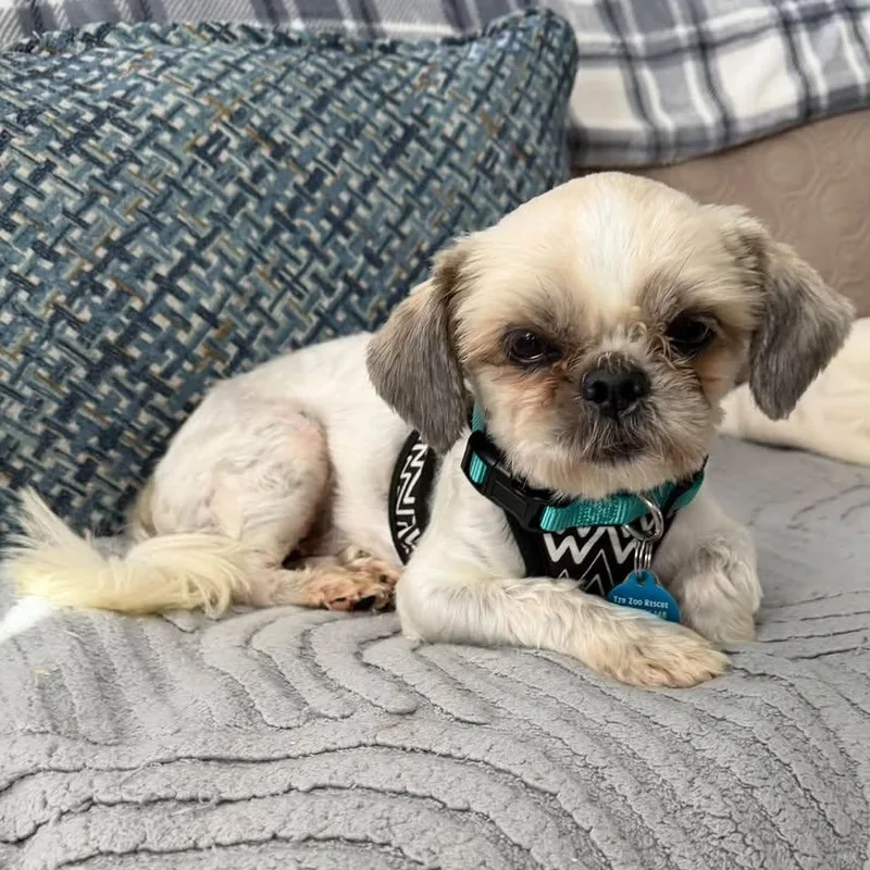 A young small-sized male White / Cream Shih Tzu dog named Dex Miller for adoption in Plano, TX