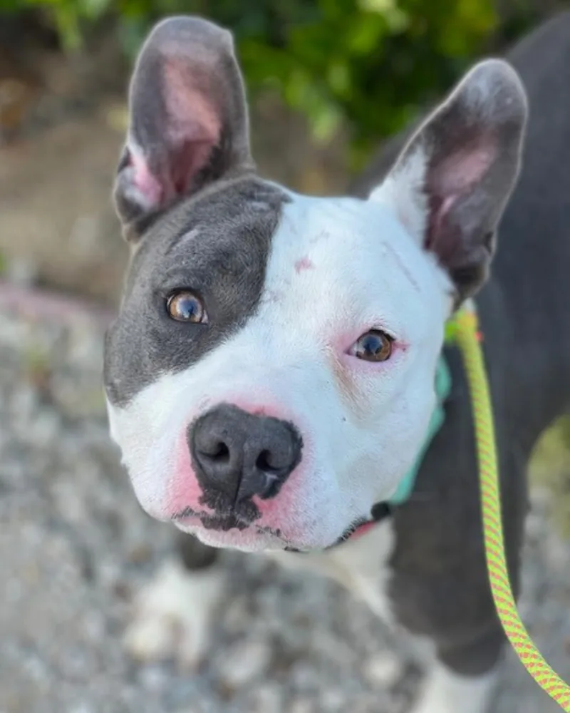 A young medium-sized male Pit Bull Terrier dog named James for adoption in Valley Village, CA