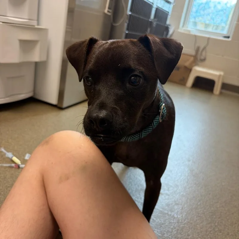 A young small-sized male Chihuahua dog named Buddy for adoption in Council Bluffs, IA