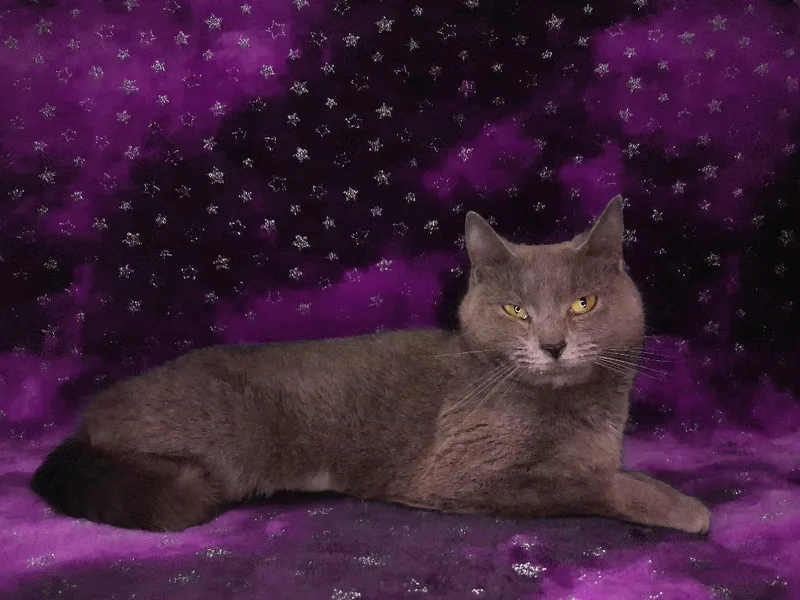 A baby medium-sized female Domestic Short Hair cat named Dakota for adoption in Wintersville, OH