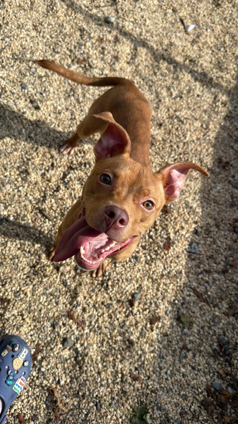 A young medium-sized female Brindle Terrier dog named Pebbles for adoption in New Rochelle, NY