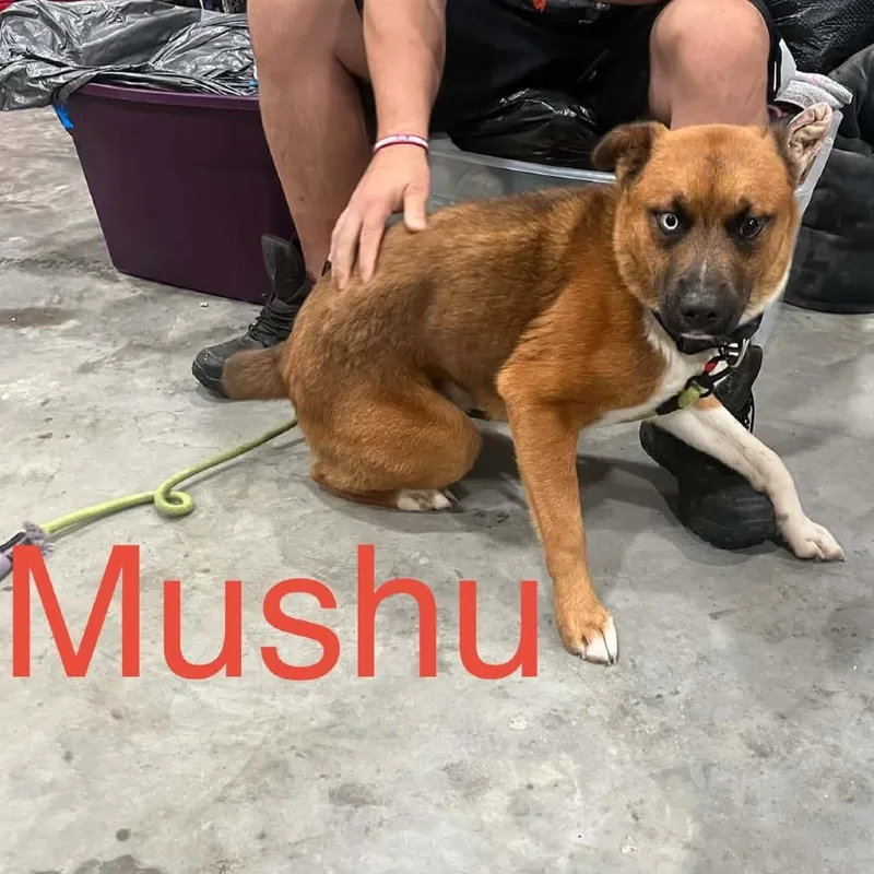 An adult medium-sized male Brown / Chocolate Mixed Breed dog named Mushu for adoption in Aldie, VA
