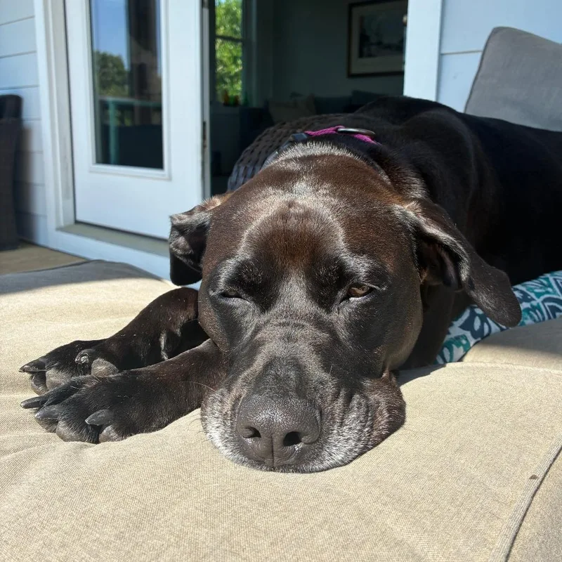 An adult large-sized female Black American Bulldog dog named Miley for adoption in Jacksonville, NC