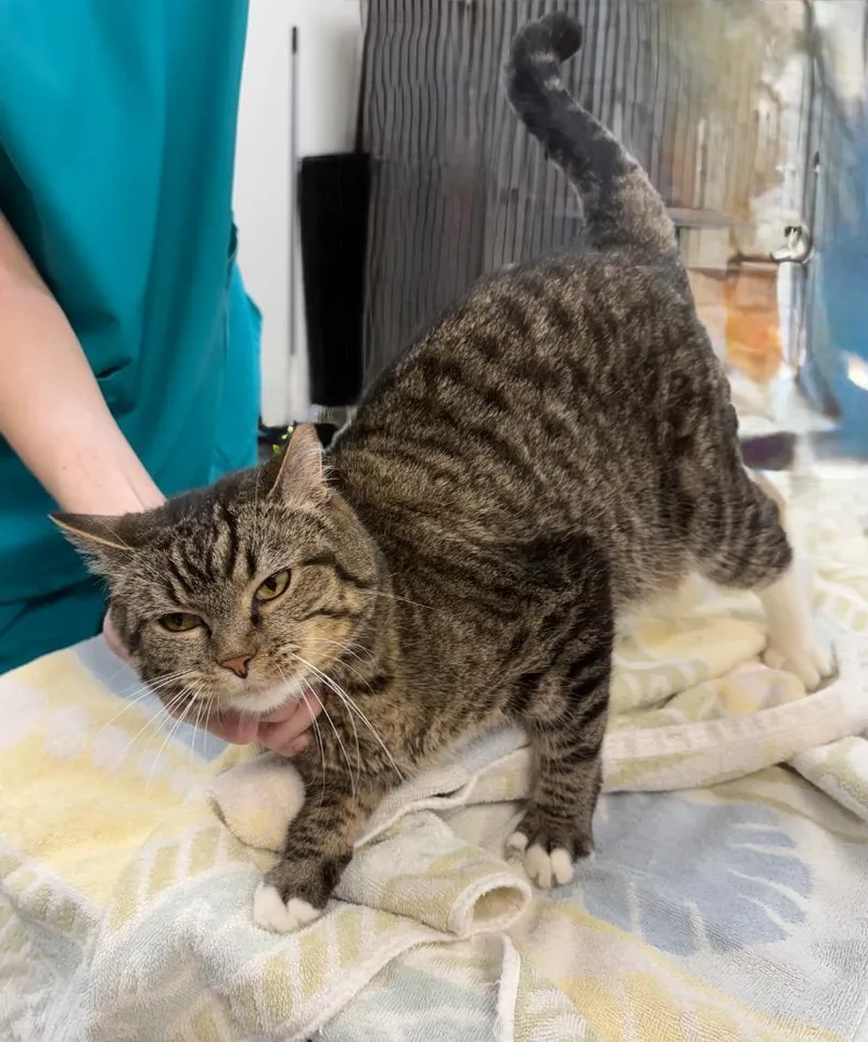 A senior medium-sized female Domestic Short Hair cat named Winnie for adoption in Little Rock, AR