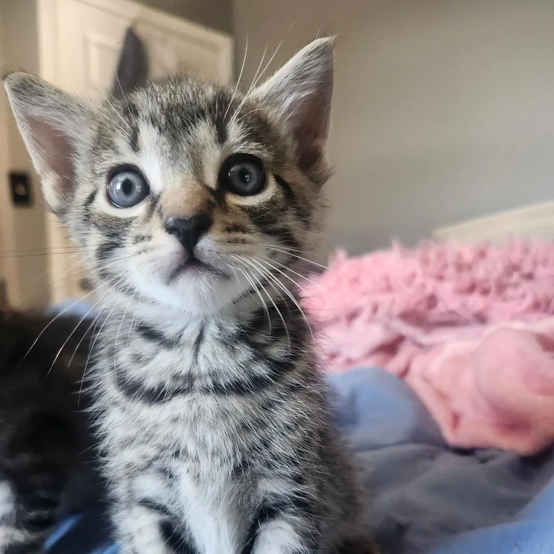 A baby small-sized male Tabby cat named Brussels for adoption in Staten Island, NY