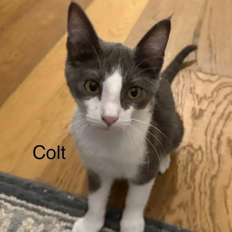 A baby medium-sized male Gray & White Domestic Short Hair cat named Colt for adoption in Murfreesboro, TN