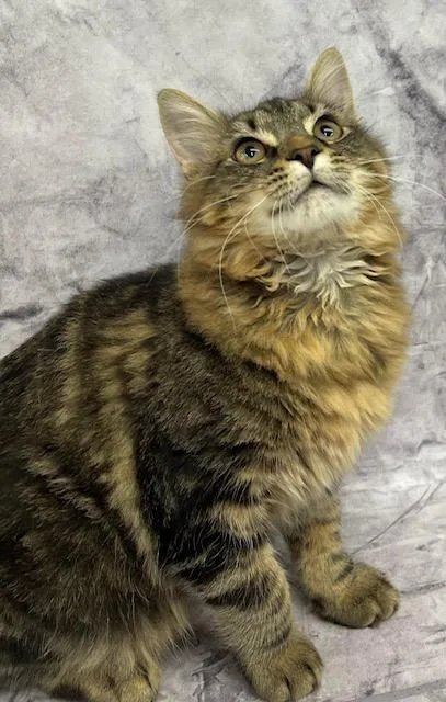 Lawrence Maine Coon Mix thumbnail 2