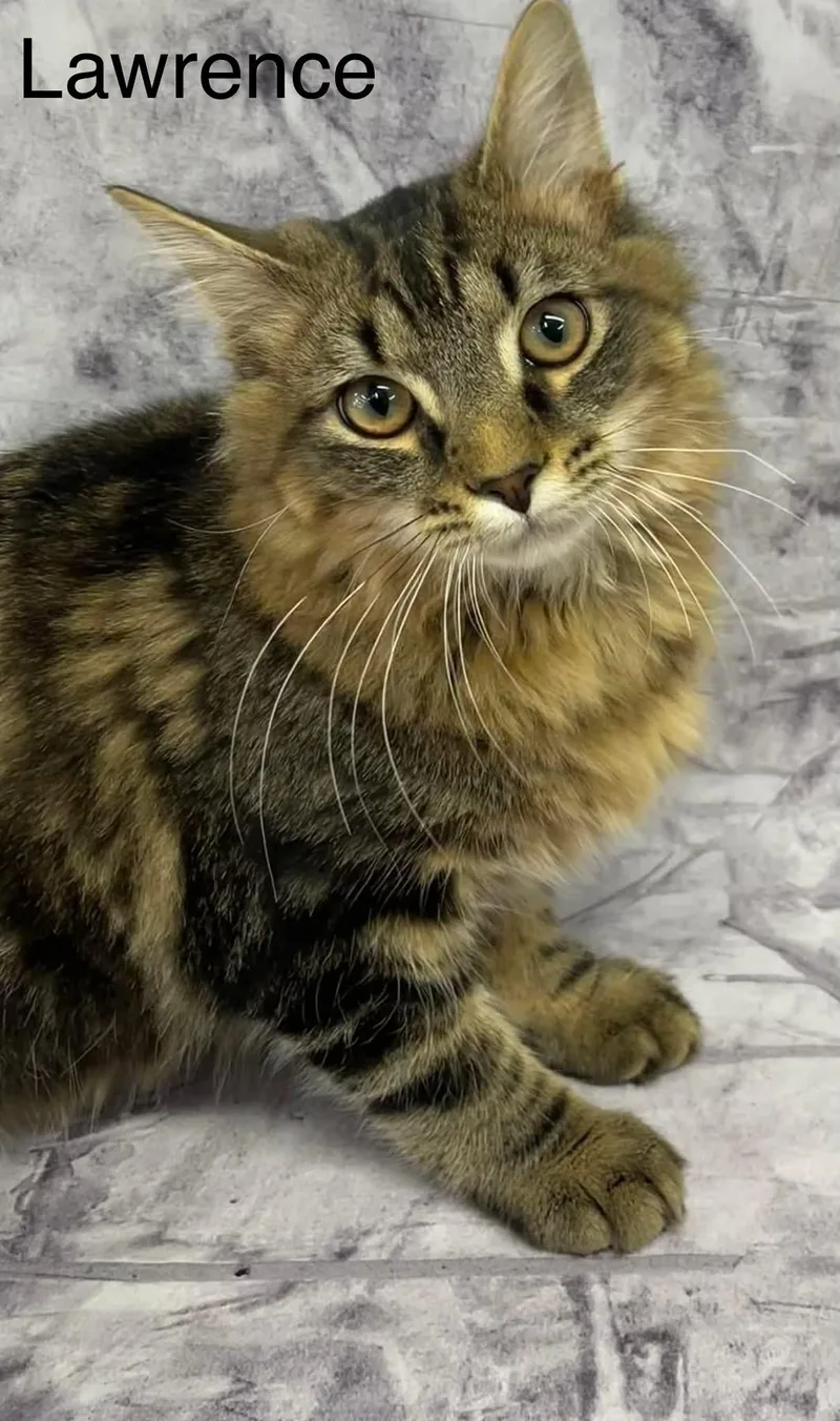Lawrence Maine Coon Mix thumbnail 3