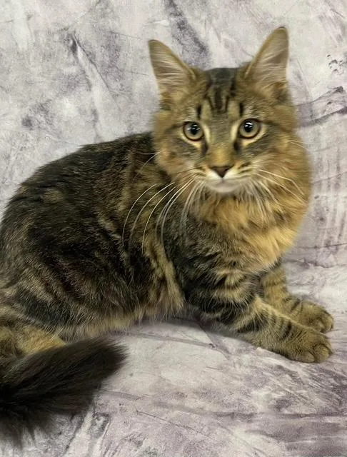 Lawrence Maine Coon Mix thumbnail 4