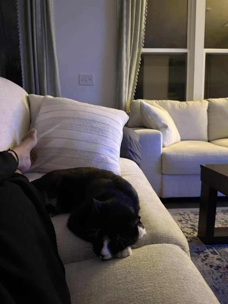 An adult medium-sized male Black & White / Tuxedo Domestic Short Hair cat named Toggle for adoption in Cary, NC