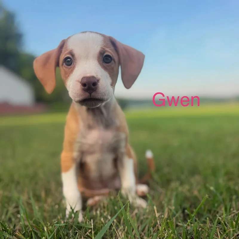 Gwen