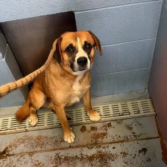 An adult medium-sized male Labrador Retriever dog named Trick for adoption in Gadsden, AL