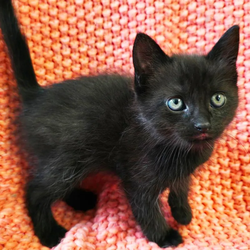 A baby small-sized male Black Domestic Short Hair cat named Crow for adoption in Mount Juliet, TN