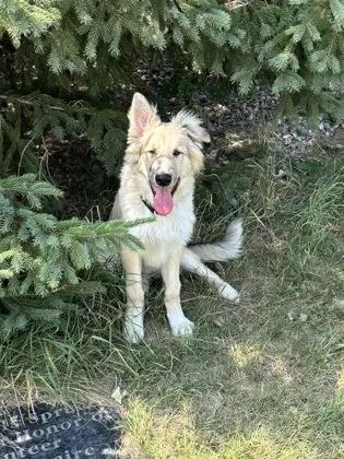 A baby medium-sized male Shepherd dog named Zipper for adoption in Fergus Falls, MN