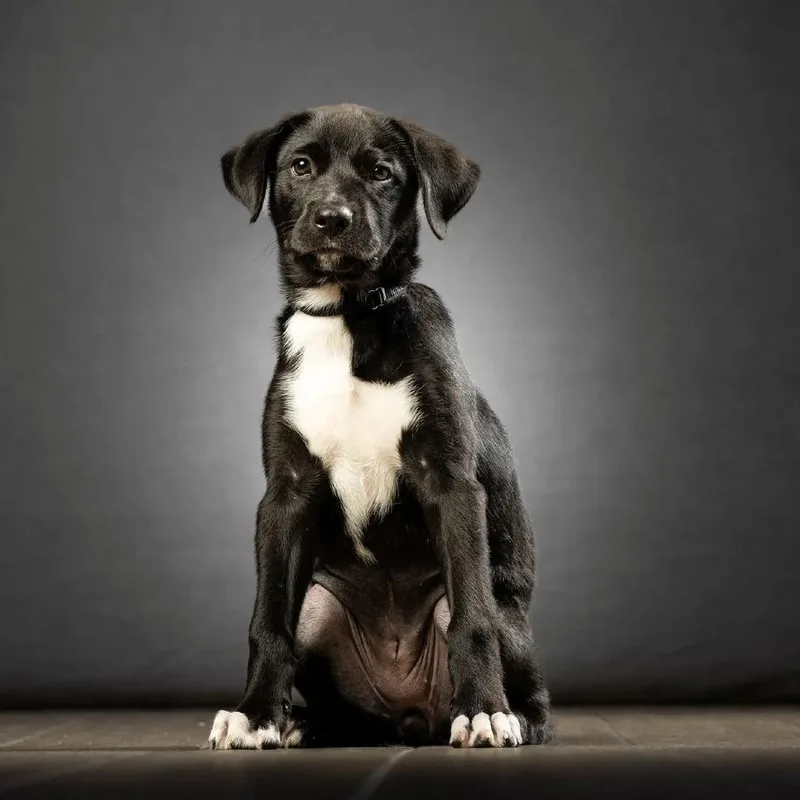 A baby medium-sized female Black Mixed Breed dog named Aventura for adoption in Jupiter, FL