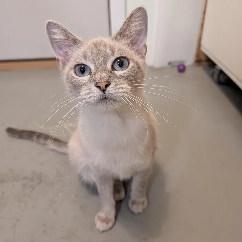 An adult medium-sized female Blue Point Domestic Medium Hair cat named Whimsy for adoption in Manistique, MI