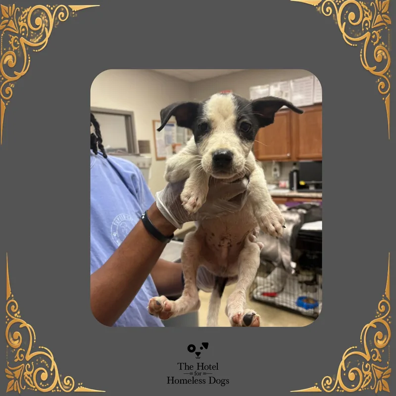 A baby medium-sized male Black Australian Cattle Dog / Blue Heeler dog named Petey for adoption in Cumberland, RI