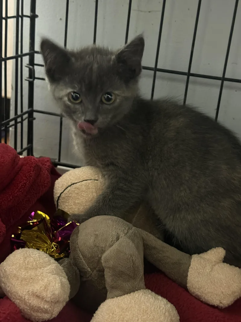 A baby medium-sized female Dilute Tortoiseshell cat named Orchid for adoption in Medinah, IL