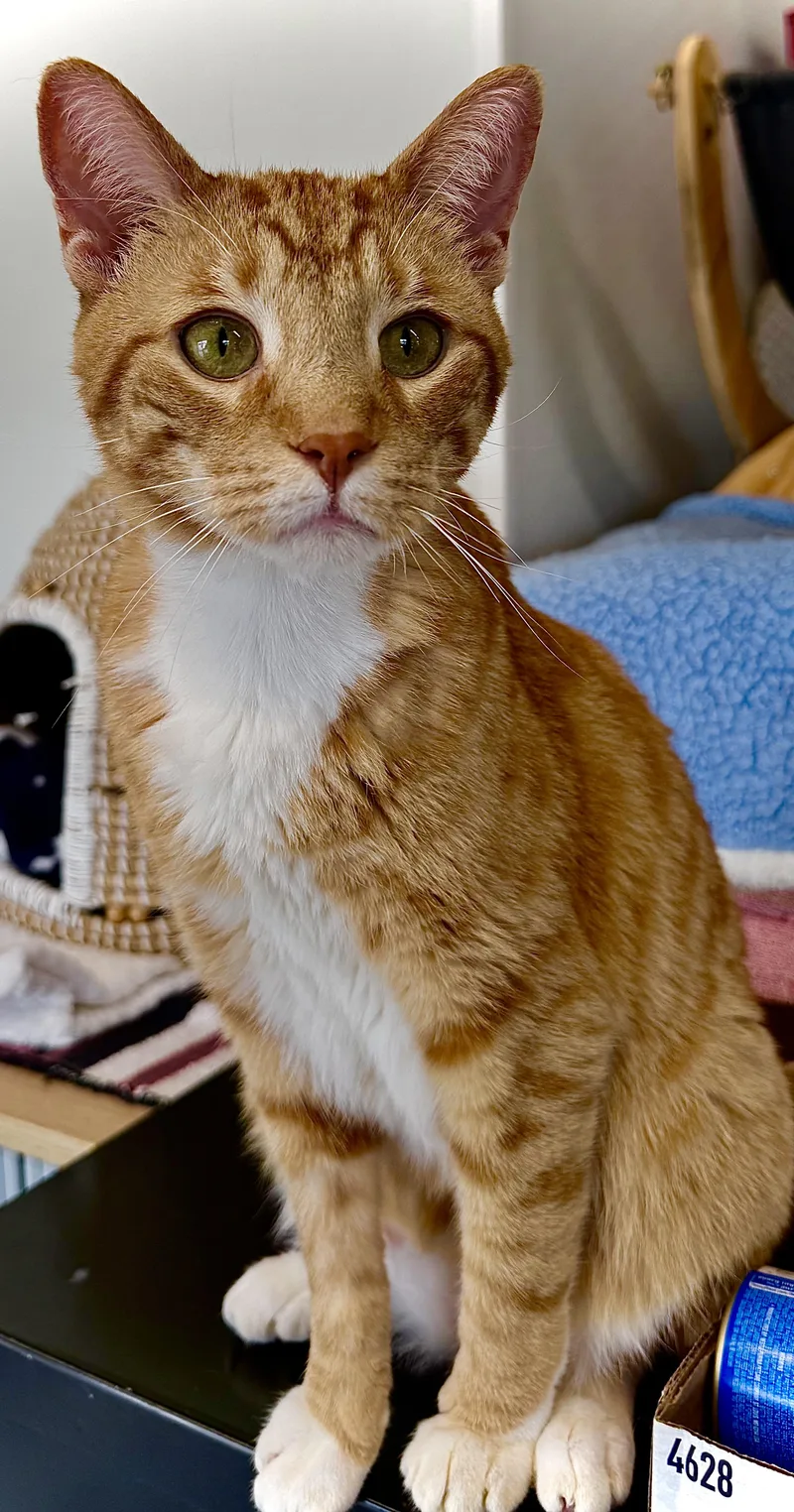 An adult medium-sized male Orange & White Domestic Short Hair cat named Leo for adoption in Acushnet, MA