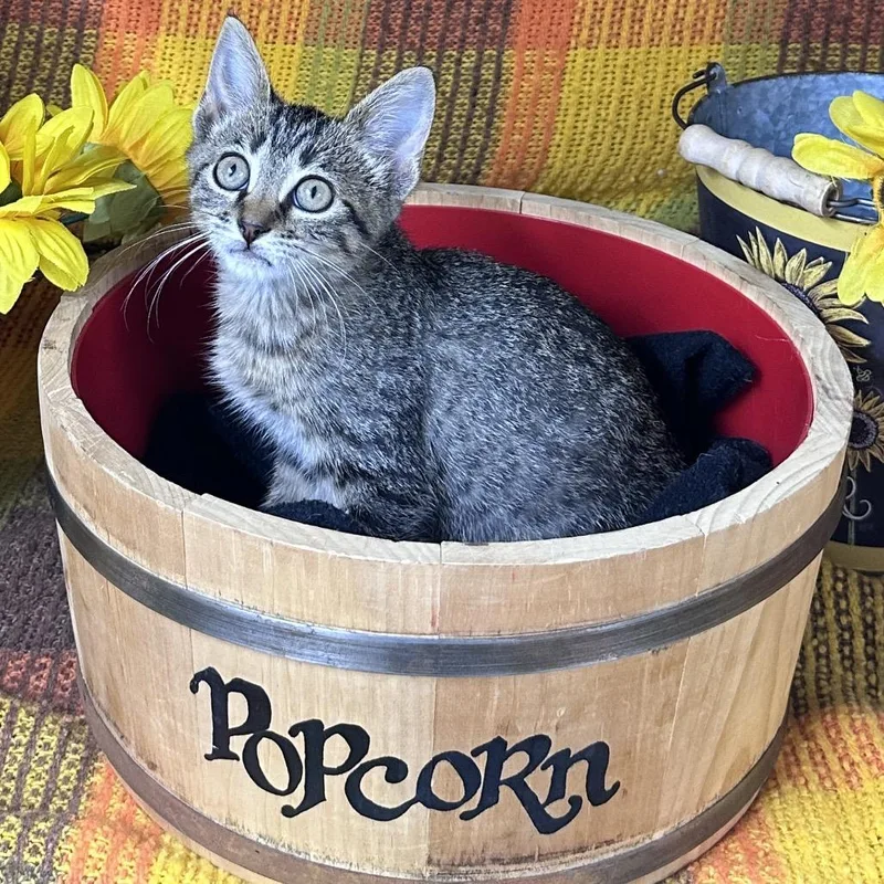 A baby small-sized female Brown / Chocolate Bengal cat named Prism for adoption in Mount Vernon, IL
