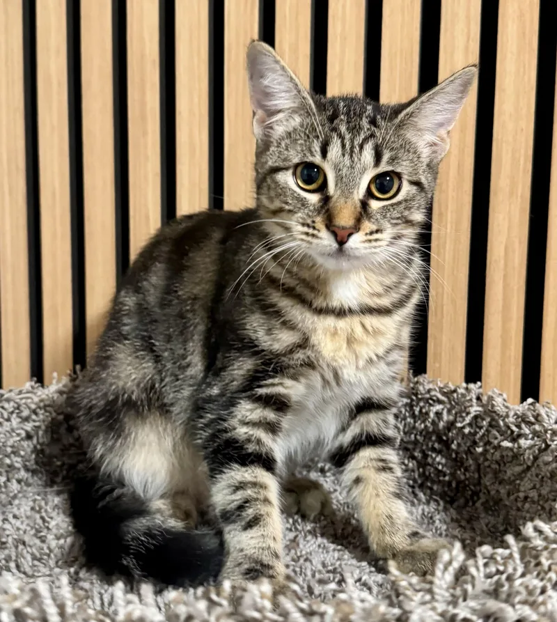 A baby medium-sized female Brown / Chocolate Domestic Short Hair cat named Linnea for adoption in Red Bank, NJ