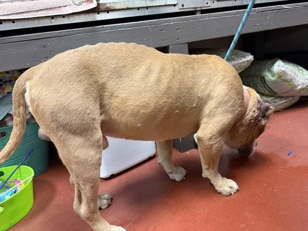 An adult large-sized male Pit Bull Terrier dog named Cheeseburger for adoption in Salisbury, MD