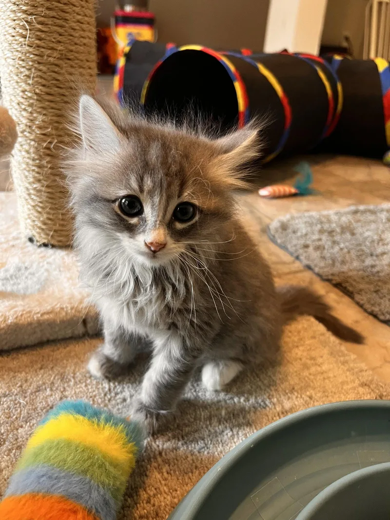 A baby medium-sized male Gray / Blue / Silver Domestic Medium Hair cat named River for adoption in Buford, GA