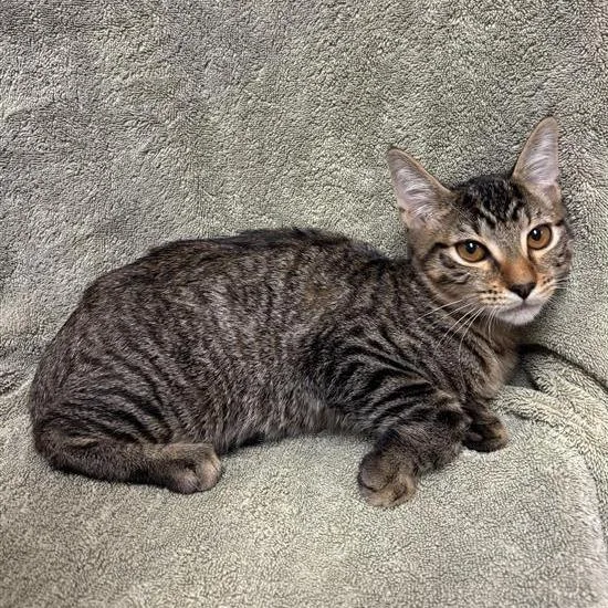 A baby small-sized male Brown / Chocolate Domestic Short Hair cat named Foxglove for adoption in Hawthorne, CA