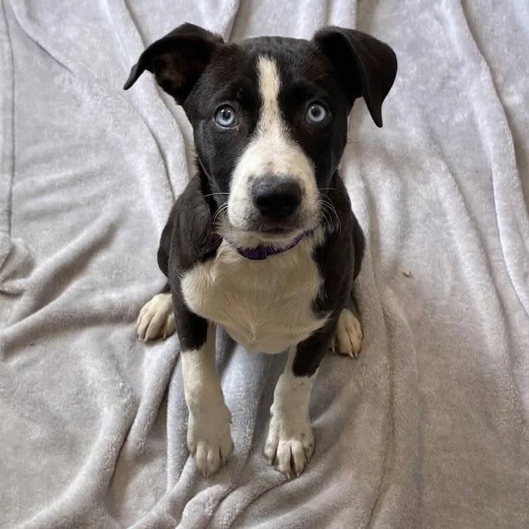 A baby medium-sized female Black Husky dog named Daisy for adoption in South Elgin, IL
