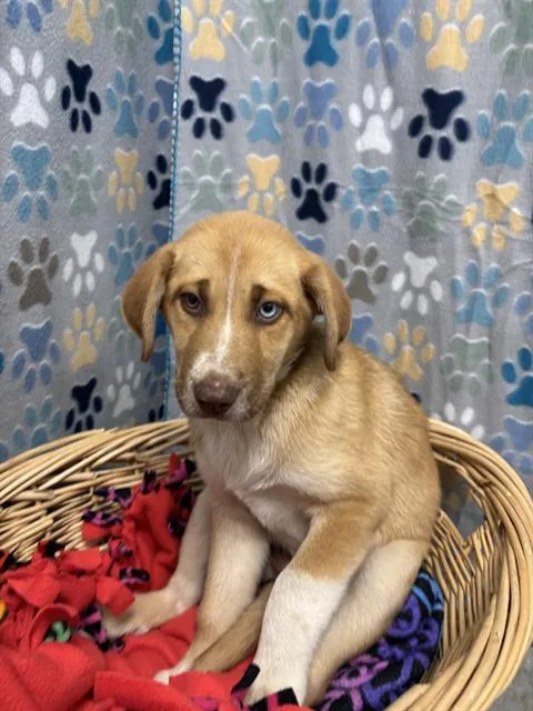 A baby small-sized female Labrador Retriever dog named Carmella for adoption in Rosenberg, TX