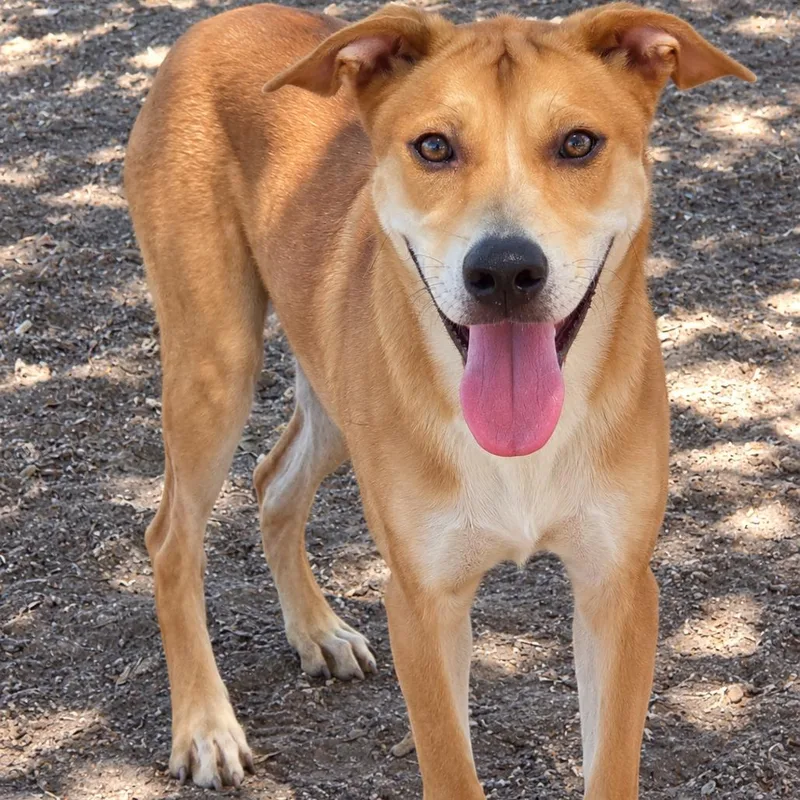 A young medium-sized female Yellow / Tan / Blond / Fawn Labrador Retriever dog named Junie for adoption in Buchanan Dam, TX