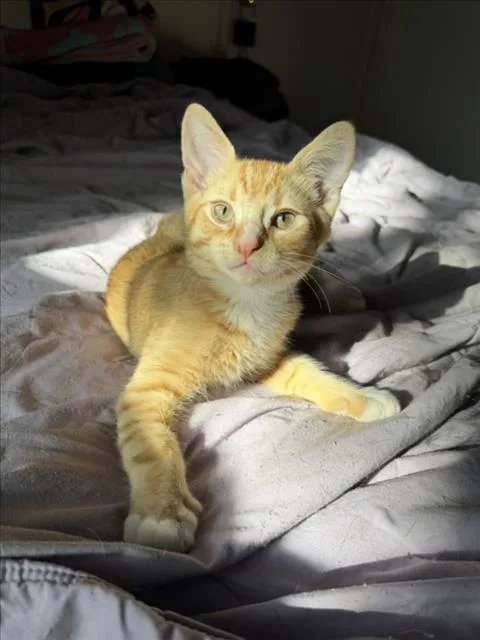 A baby small-sized male Orange / Red Domestic Short Hair cat named Ember for adoption in Woodland, CA