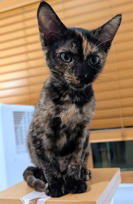 A baby medium-sized female Domestic Short Hair cat named Glitterbug for adoption in Youngsville, NC