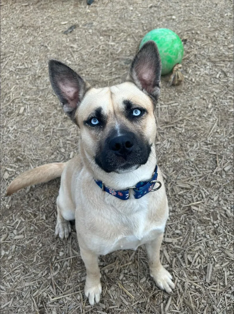 A young medium-sized female Mixed Breed dog named Sparkle for adoption in Warren, OH