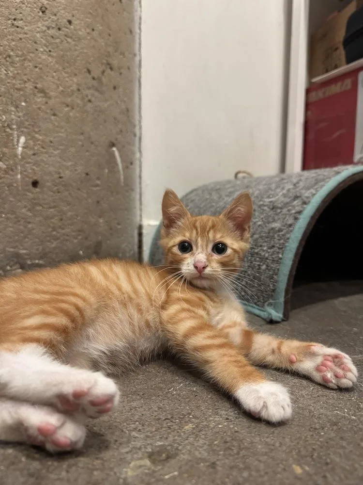 A baby small-sized male Tabby cat named Gol for adoption in Dallas, TX