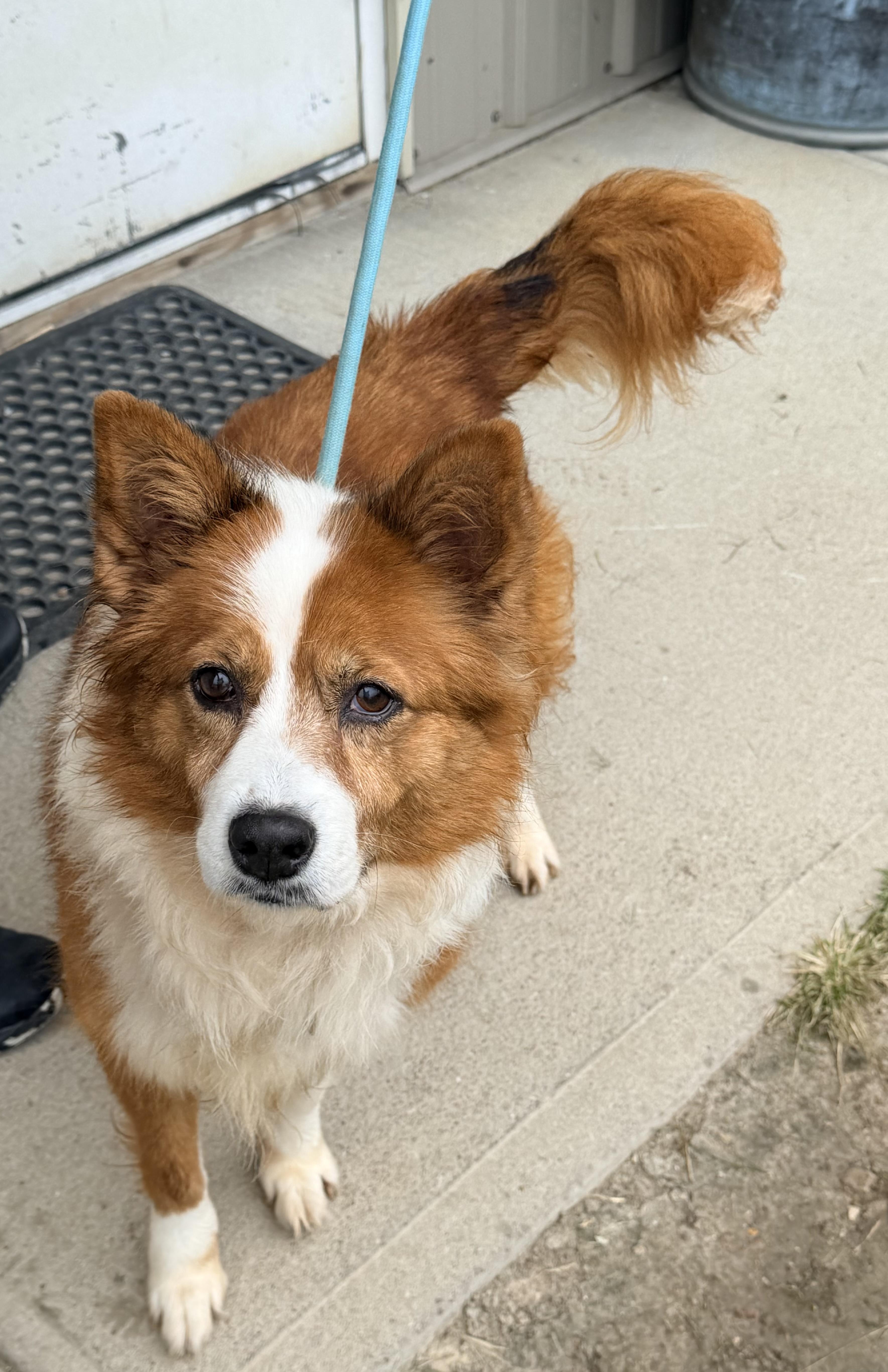 An adult medium-sized female Red / Chestnut / Orange Shetland Sheepdog / Sheltie dog named Kimber for adoption in Logan, OH